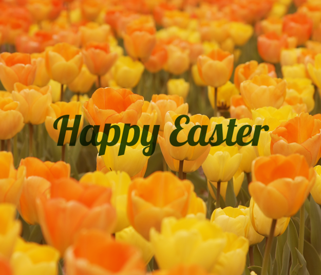 happy-easter-yellow-tulips